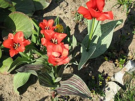 Tulipa greigii 11.jpg