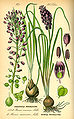 Muscari comosum 08-05-2010 (1).JPG