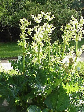 Rheum officinale1.jpg