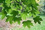 Acer miyabei JPG1La.jpg