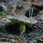 Tricholoma equestre.jpg