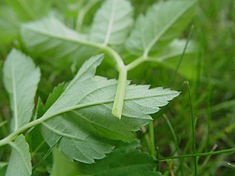 Aegopodium podagraria - stem profile.jpg