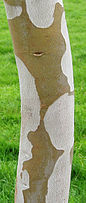 Eucalyptus pauciflora bark 3.jpg