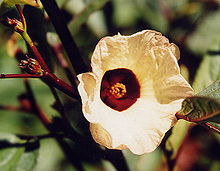 Hibiscus sabdariffa plant.jpg