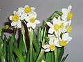 Jonquil flowers02.jpg