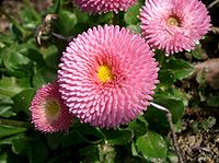 Bellis perennis2.jpg