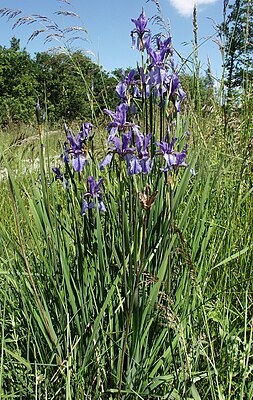Iris sibirica 180605.jpg