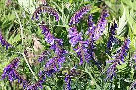 Vicia villosa - hairy vetch 0086.jpg