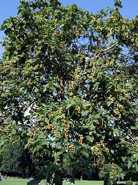 Paulownia-tomentosa BMK.jpg