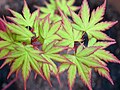 Maple Leaves.jpg