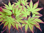 Acer palmatum sango kaku.jpg
