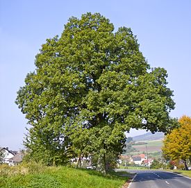 Quercus petraea 06.jpg