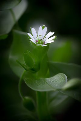 Stellaria media macro.jpg