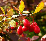 2006-10-22Berberis03-02.jpg