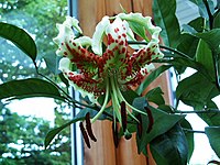 Lilium speciosum.jpg