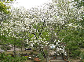 Amelanchier asiatica5.jpg