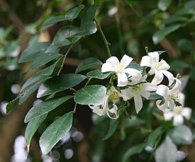 Murraya paniculata 05.jpg