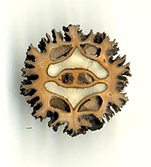 Juglans cinerea 006 Nekrasov.jpg