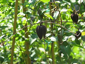 Clematis fusca.jpg