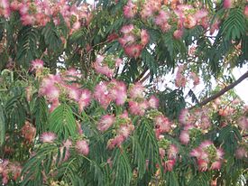 AlbizziaJulibrissinFlower2.jpg