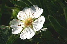 Potentilla alba sl1.jpg