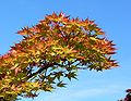 Maple Leaves.jpg