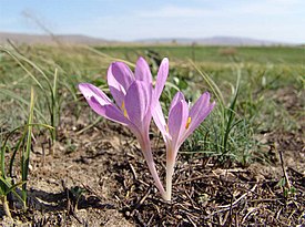 Colchicum laetum5.jpg