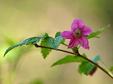 Salmonberry Blossom.jpg