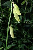 Vicia cracca 03 by-dpc.jpg