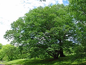 Betula schmidtii tree.jpg