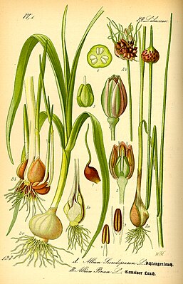 Лук причесночный (справа). Ботаническая иллюстрация из книги О. В. Томе Flora von Deutschland, Österreich und der Schweiz, 1885
