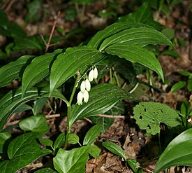 Polygonatum latifolium.jpg