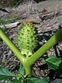 Datura stramonium