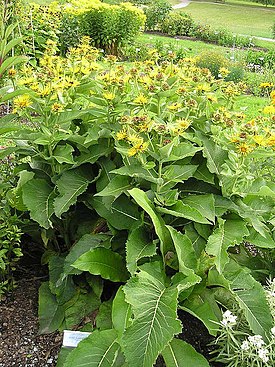 Inula helenium by .Annna.jpg