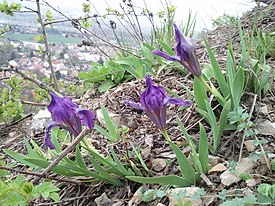 Iris pumila sl3.jpg