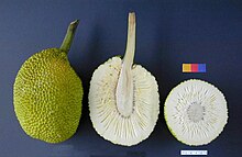 Artocarpus altilis (fruit).jpg