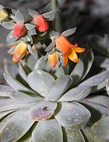 Echeveria runyonii HabitusInflorescences BotGard0906.jpg