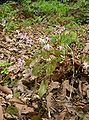 Epimedium grandiflorum a4.jpg