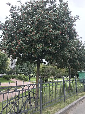 Sorbus intermedia Peterburg.jpg