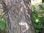 Arbutus unedo2.jpg