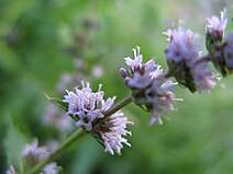 Mentha Spicata1.jpg