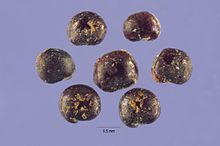 Atriplex patula sl20.jpg