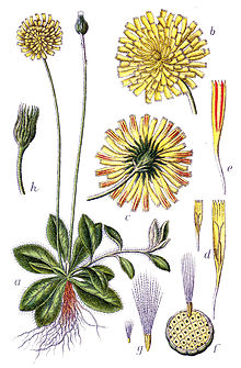 Hieracium pilosella (Mouse-ear).jpg