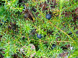 Empetrum nigrum Denali AK.jpg