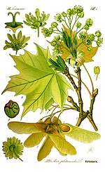 Illustration Acer platanoides0 clean.jpg