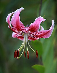 Lilium speciosum.jpg