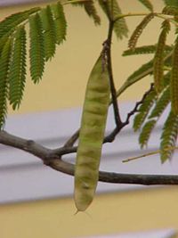 AlbizziaJulibrissinFlower2.jpg