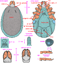 Ixodes hexagonus (aka).jpg