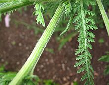 Achillea millefolium (yarrow).jpg