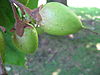 Paulownia-tomentosa BMK.jpg